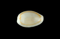 藏品(金環寶螺)的圖片